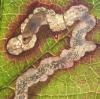 Stigmella sp.